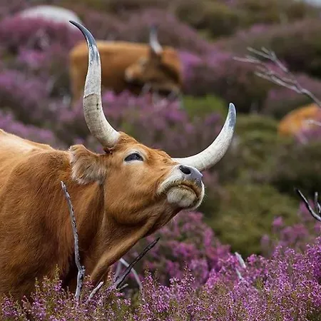 Casas Da Assureira Nyaraló *