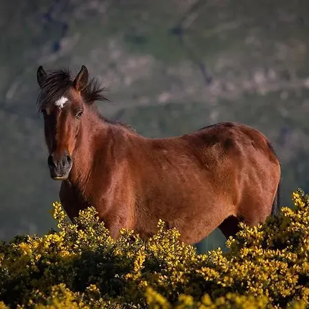 Casas Da Assureira Nyaraló